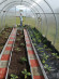 Агротекстиль Agrojutex 130г/м2 - 1x30м